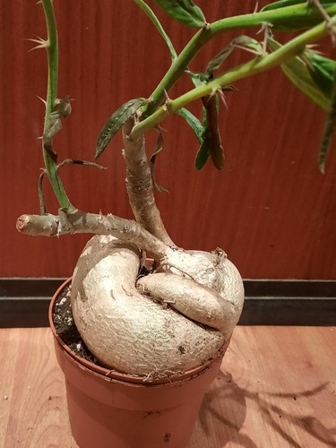 Pachypodium succulentum mit - succulentum, l