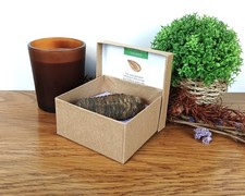 Flexicalymene Trilobit fossil