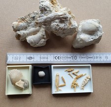 Spannende Fossiliensammlung -