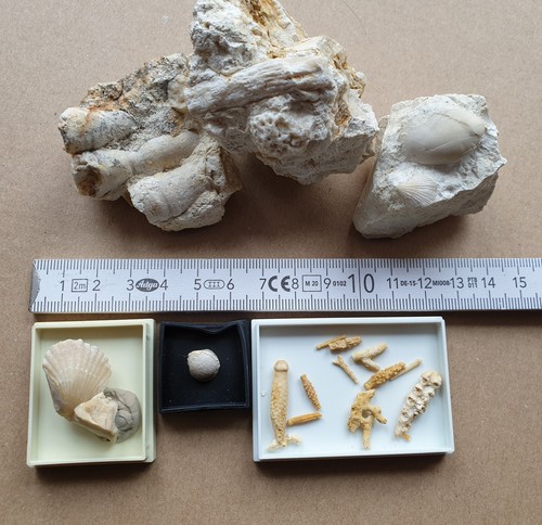 Spannende fossiliensammlung - spannende,