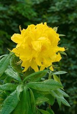 Rhododendron luteum