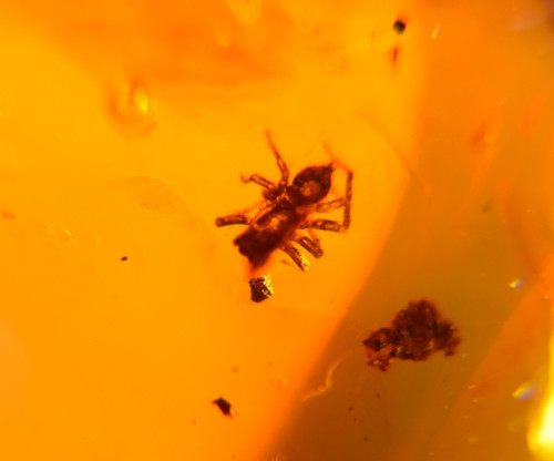 Spinne und wassertropfen aus - und,