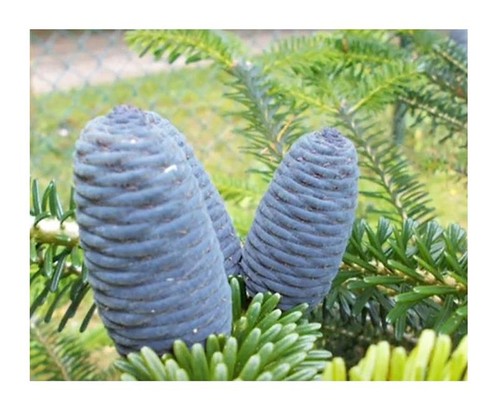 10x abies koreana koreatanne - 10x,