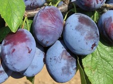 Pflaumenbaum 160cm (Prunus