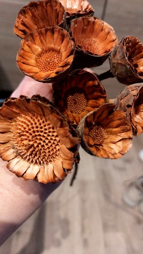 Protea compacta mini stück - compacta, 40