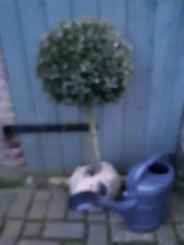 Buchsbaumstamm  , grosse