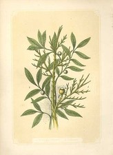 Alter antiker Druck Thymianbaum & Ebenholz 1860 farbige Gravur Sepia Stil 19.