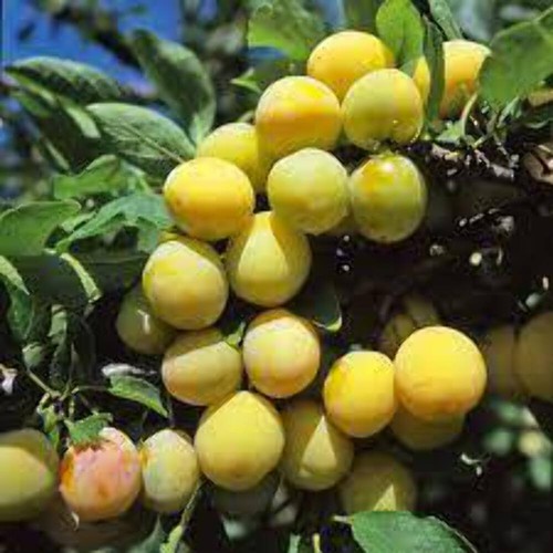Mirabelle miroma - mirabelle, „miroma®“