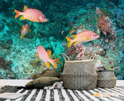 Ozean fische steine q6954 - steine,