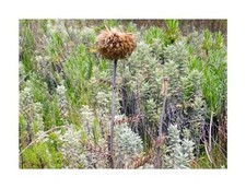 5x Echinops aberdaricus