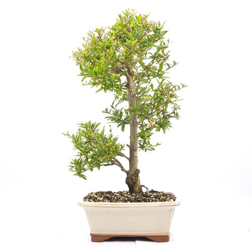 Bonsai granatapfel punica - granatapfel, 'punica