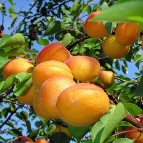 Aprikosenbaum sekerpare - -,