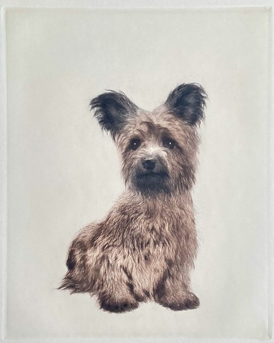 Skye terrier farbradierung - terrier",