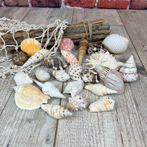 24er muschelsortiment - 24er,