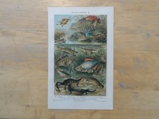 Orig.(1908) Chromolithographie