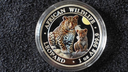 Somalia leopard african - somalia,