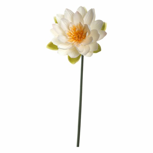 Leonardo fiore seerose - fiore,