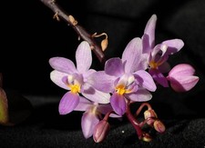 Phalaenopsis equestris var. rosea mit Blütentrieb