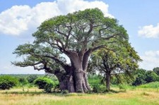 Australische baobab - australische, 4