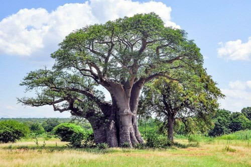 Australische baobab - baobab, 4