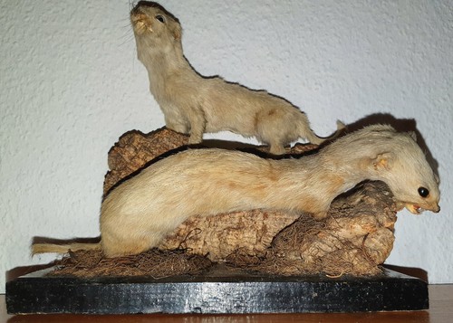 Mauswiesel präparat - mauswiesel,