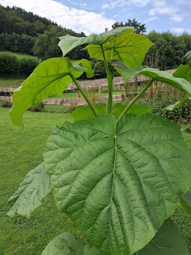Blauglockenbaum-Paulownia