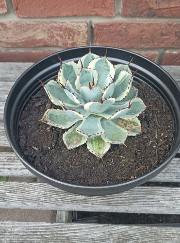 Agave potatorum kichijokan - agave, 'kichijokan'