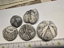 5 Versteinerte Seeigel