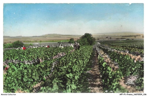 Apfp1 0054 weinlese - -,