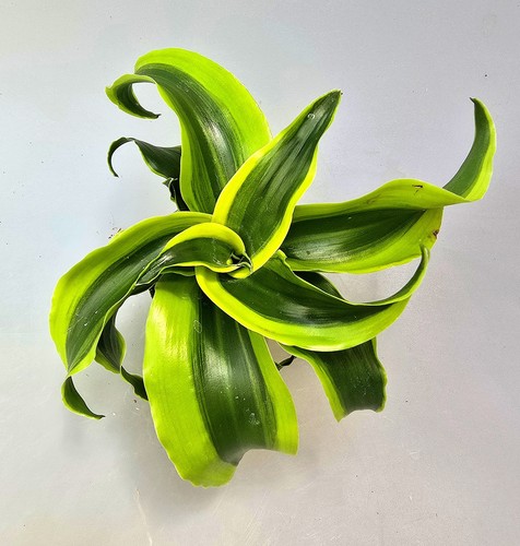 Dracaena tornado drachenbaum - dracaena,