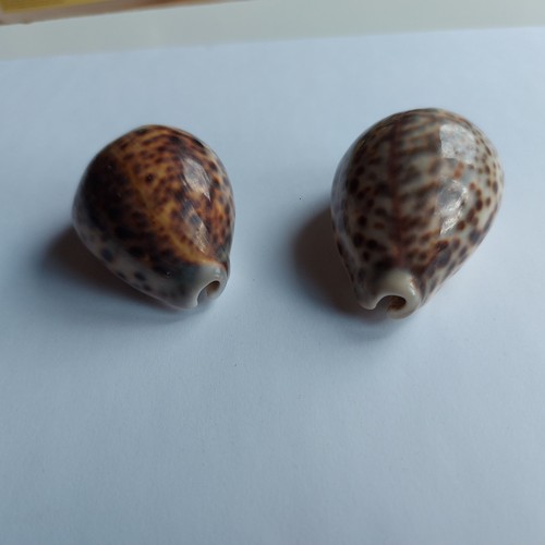 Tigermuschel cypraea - 2, x