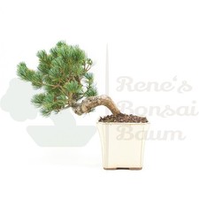 BONSAI Mädchenkiefer 'Pinus parviflora' Winterhart & Pflegeleicht, Traditionell