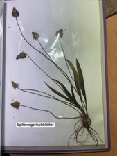 gepresste pflanze herbarium