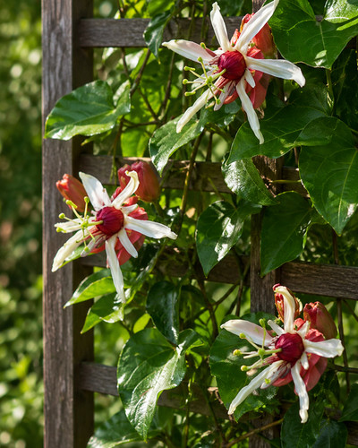 Sale3027 passiflora aurantia - sale3027,