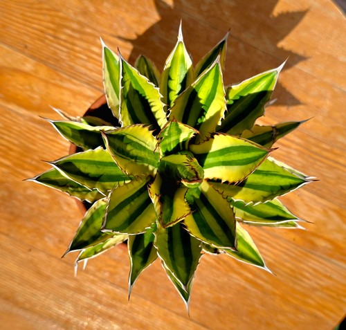 Agave lophantha quadricolor - lophantha,