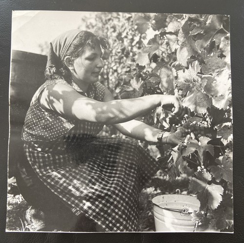 Orig foto bei der - orig., weinlese