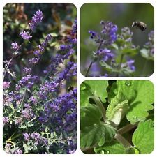 Katzenminze Nepeta cataria Teepflanze Rauchkraut Bienenweide