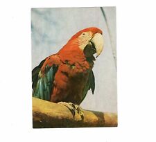 AK Ansichtskarte Papagei / Hyazinthara