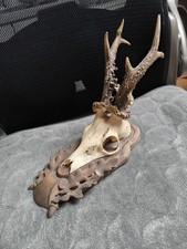 Rehbock Trophäe Rarität und Zustand 