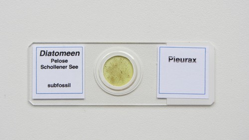 Diatomeen pelose schollener - pelose,
