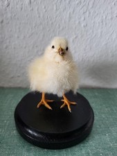 Taxidermy / Präparat -