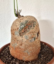 Adenia aff. digitata Caudex