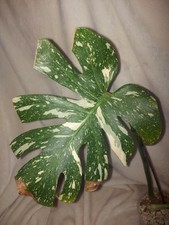 Monstera Thai Constellation Hoch Pigmen pflanze Mint Variegata Sport  Plant 2