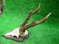 schöner 6er Rehbock Rehgeweih