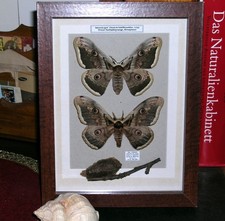 Pärchen vom Wiener Nachtpfauenauge im Schaukasten