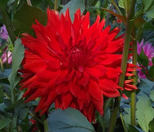 Dahlien rhizome witteman - dahlien‑rhizome, witteman’s