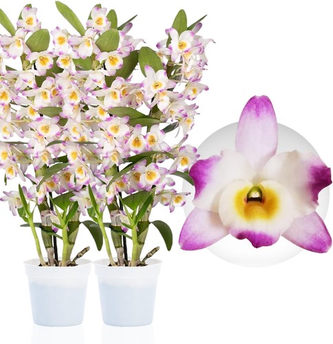Orchideen pflanzen bambus - orchideen,