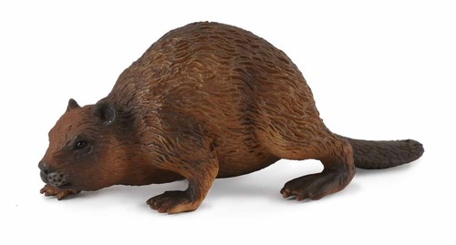 Biber wildtiere collecta - biber, 8