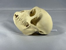 Replik Tierschädel Rhesus