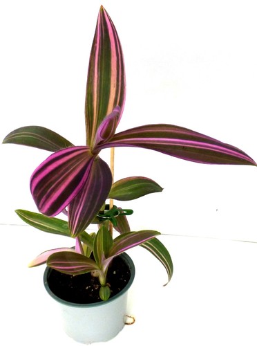 Tradescantia pallida variegata - tradescantia,